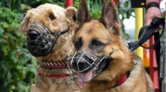 Pauza streljiva za pse